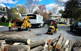 Elkridge, MD Tree Care Company
