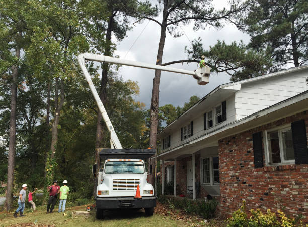 How Our Tree Care Process Works  in  Elkridge, MD